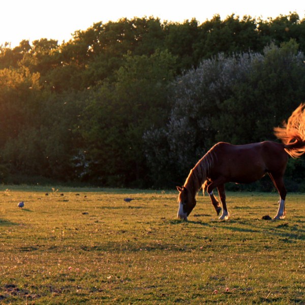 The Nobility of&nbsp;Poop
